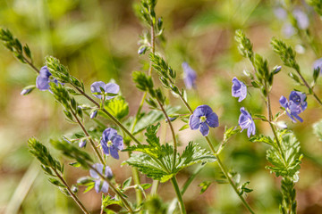 Beautiful spring flowering meadow of fresh flowers