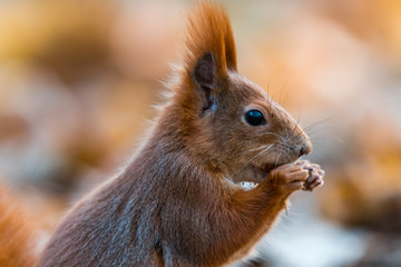 Naklejka na ściany i meble Portrait of a cute red squirrel (Sciurus vulgaris)