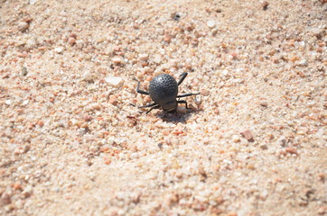 Kopf in den Sand