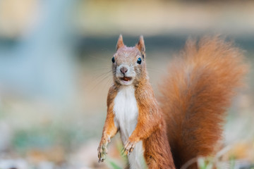Portrait of a cute red squirrel (Sciurus vulgaris)