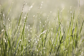 Green grass in dew drops with bokeh. Nature background