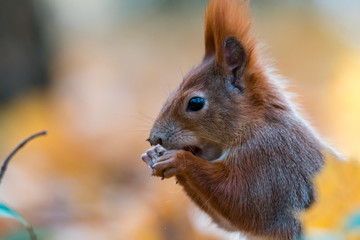 Portrait of a cute red squirrel (Sciurus vulgaris)