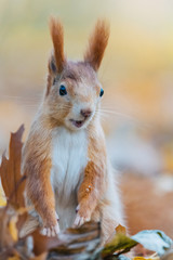 Portrait of a cute red squirrel (Sciurus vulgaris)