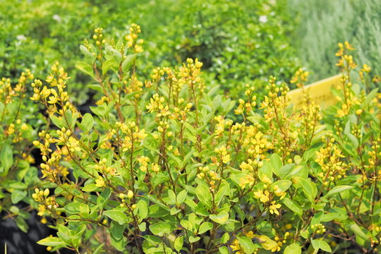 Soft focus Golden Thryallis blossom on branches with green nature blurred background, other names Gold Shower, Shower of Gold, Rain of Gold, Galphimia glauca, or Thryallis glauca.