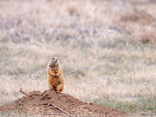 Naklejka na ściany i meble Prairie Dog standing watch on hind legs
