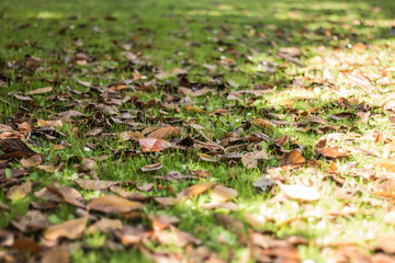 Brown autumn leaves on green lawn with sunshine