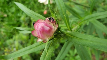 flor rosa, natureza, paisagem, linda