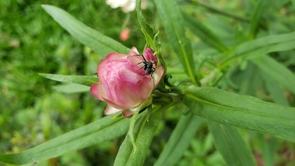 flor rosa, natureza, paisagem, linda