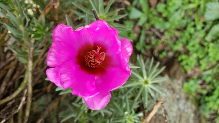 flor rosa, natureza, paisagem,  postal, lindo , maravilhoso