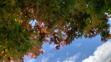 folhas vermelhas, primavera, outono, céu,  azul