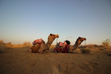 Fototapeta premium Desert camel
