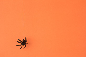 Halloween background concept. Black spider drop down from web on orange background