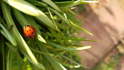 joaninha vermelha, inseto, vida, animal, 
