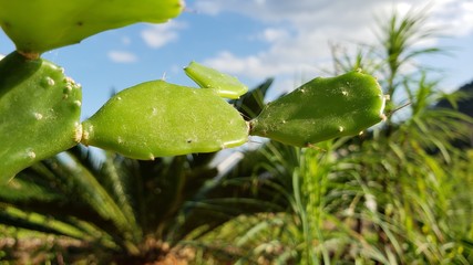 cactus, espinhos, planta, verde, natureza