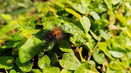 lagarta, venenosa, perigo, animal, inseto, 