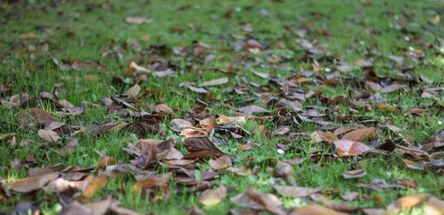 Brown autumn leaves on green grass