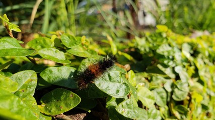 lagarta, pelos, veneno, perigoso, inseto, vida, animal, criação de Deus, 