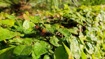 lagarta, pelos, veneno, perigoso, inseto, vida, animal, criação de Deus, 