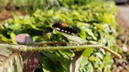 lagarta, pelos, veneno, perigoso, inseto, vida, animal, criação de Deus, 