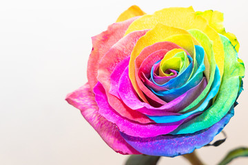 Obraz na płótnie Canvas Blume als Regenbogen Rose bunt vor weissem Hintergrund