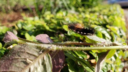 lagarta, pelos, veneno, perigoso, inseto, vida, animal, criação de Deus, 