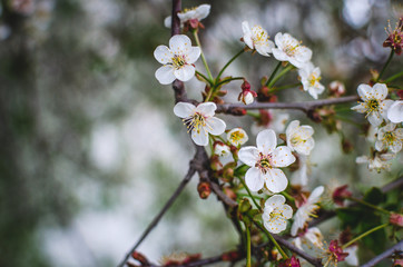 Flowering cherries in the blurry background