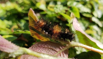 lagarta, pelos, veneno, perigoso, inseto, vida, animal, criação de Deus, 