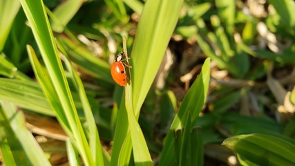 joaninha, vermelha, inseto, vida, animal, natureza