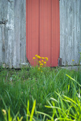 barn door with yellow flower