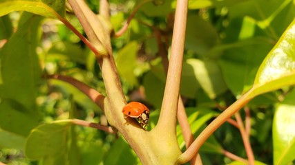 Joaninha, vermelha, inseto, vida animal, selvagem lindo, natureza