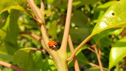 Joaninha, vermelha, inseto, vida animal, selvagem lindo, natureza