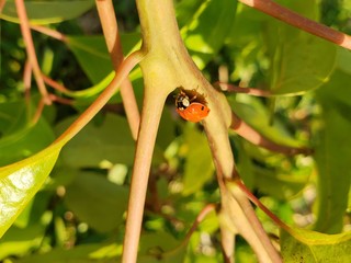 Joaninha, vermelha, inseto, vida animal, selvagem lindo, natureza