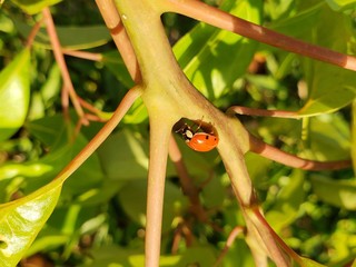 Joaninha, vermelha, inseto, vida animal, selvagem lindo, natureza