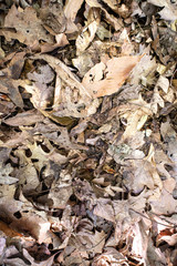 Dead and dried leaves covering forest floor