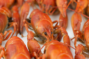 Tasty, boiled crawfishes of red color. Closeup. Selective focus.