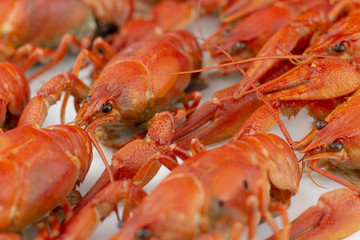 Tasty, boiled crawfishes of red color. Closeup. Selective focus.