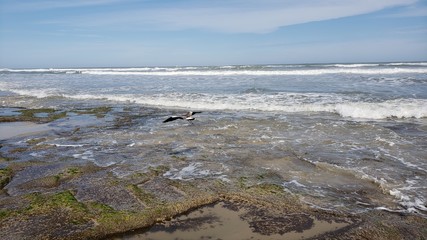 praia, ondas, mar, férias, pedras, rochas, musgo, torres, natureza