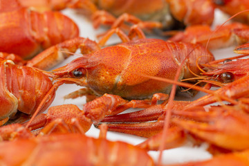 Tasty, boiled crawfishes of red color. Closeup. Selective focus.