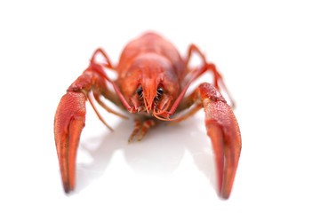 Red boiled crayfish on a white background. Closeup. Selective focus.