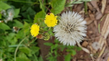 dente de leão, flor, natureza, amarelo, vento, 