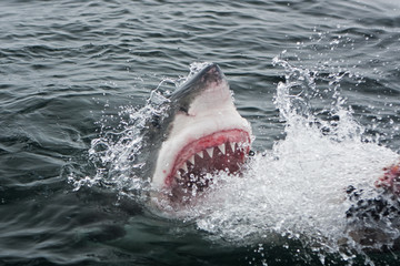 great white shark, carcharodon carcharias, Africa