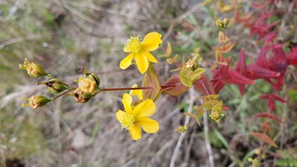 flor amarela, natureza, 
