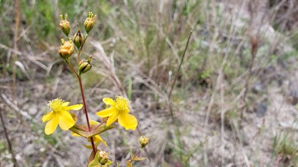 flor amarela, natureza, 