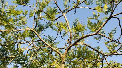 árvore, galhos, folhas, verde, azul, natureza