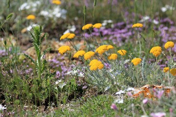 Flowering meadow grass in spring