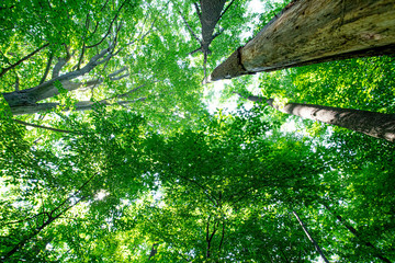 Forest canopy view in spring