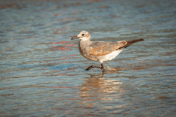 Seagull in the water
