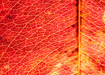 Fototapeta premium Macro of a red leaf