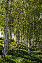 Obraz premium similar trunk trees side by side with green tones at background