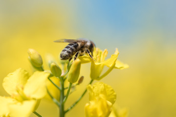 Honneybee collecting nectar on a rape flower